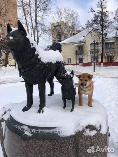 Щенок сиба ину dzembi