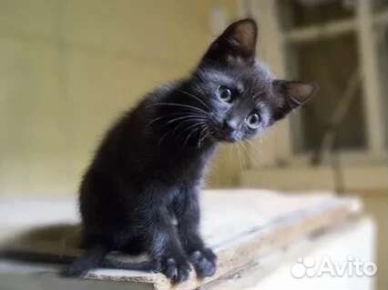 Котенок отдам в добрые руки