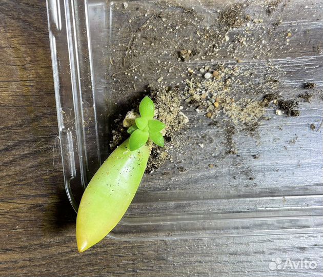 Суккуленты разные