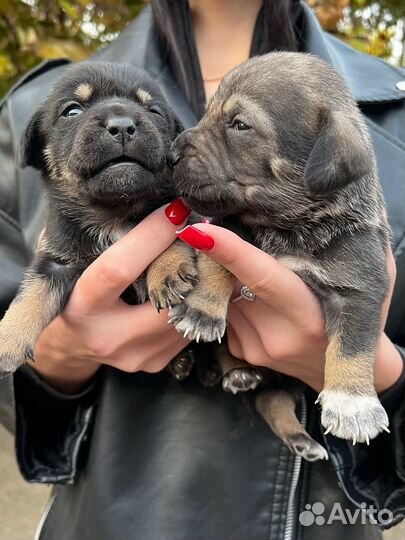 Щенок в добрые руки