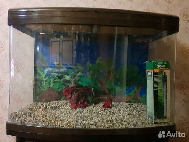 Аквариум 500 литров встраиваемый. Аквариум sunsun 200 литров. Магазин аквариумов. Макроподы в аквариуме. Аквариум 50л.