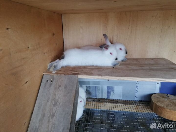 Крольчата Калифорния