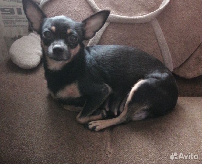 Мини той-терьер