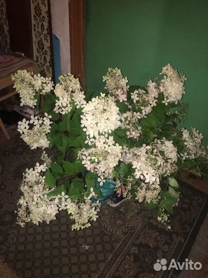 Гортензия крупнолистная саженцы