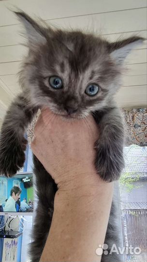 Котята в добрые руки бесплатно