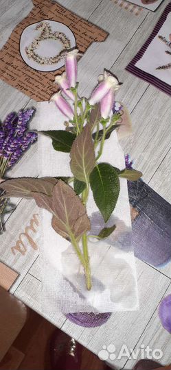 Калерия Жордин де монет