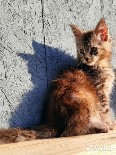 Мейн-кун девочки