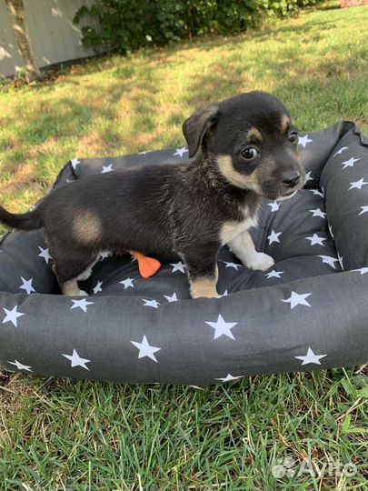 Щенок маленькой собаки