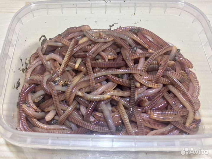 Черви для рыбалки