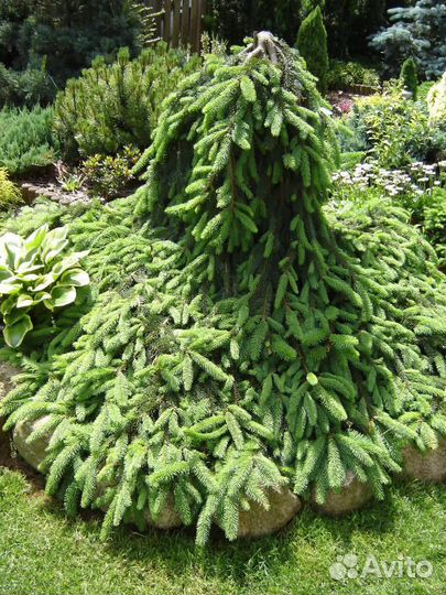 Ели Брунс, Инверса, Биалок, Фрюлингс голд, Майголд