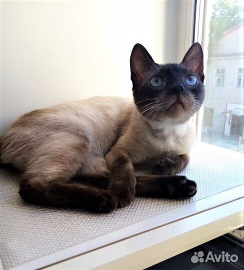 В добрые руки