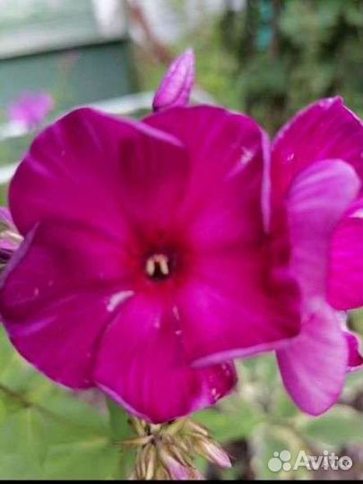 Флоксы сортовые Эсмеральда и др