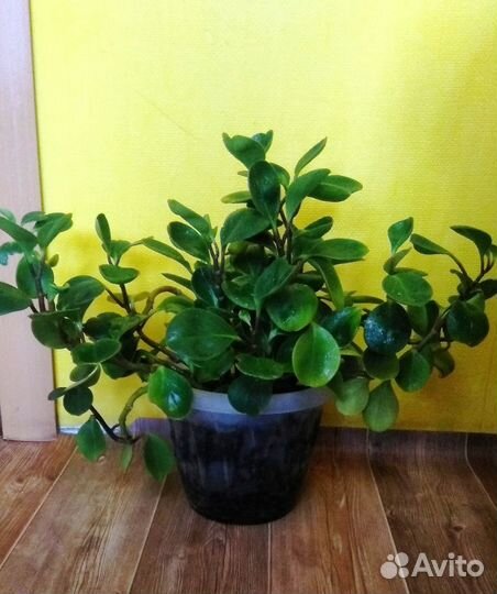 Красивые, комнатные растения