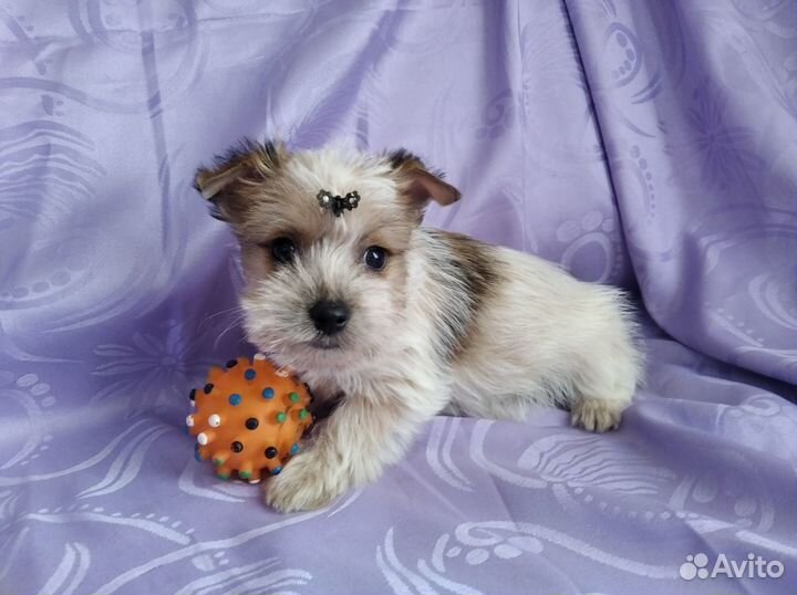 Мальчики и Девочки Йopки