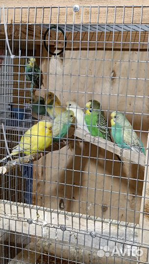 Птенцы волнистый попугай