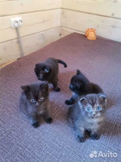 Котята в дар
