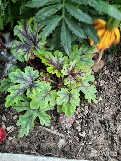 Гейхеры, флоксы, каприфоль