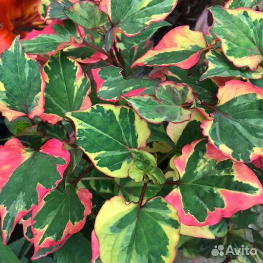 Многолетние цветы