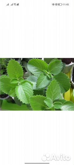 Домашняя мята