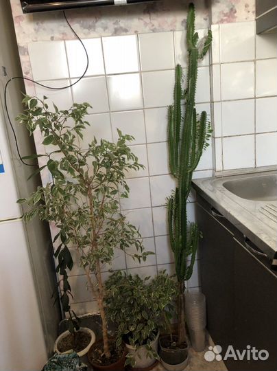 Молочай кактус 150 см