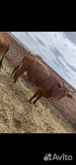 Коровы бычками продаеться парой