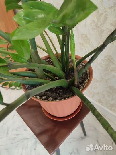 Замиокулькас