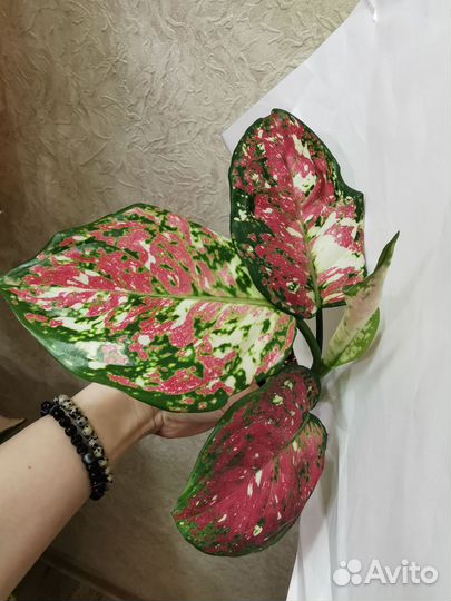 Аглаонема An. Tricolor