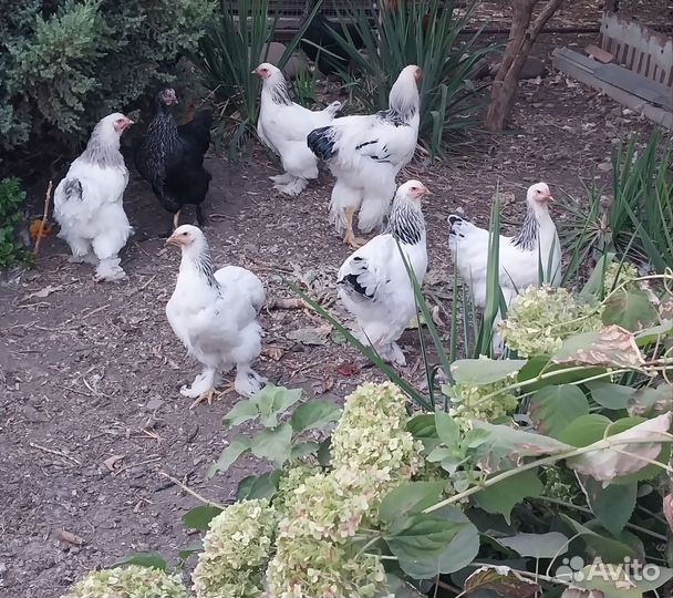 Куры и петухи брама