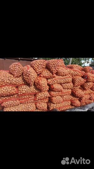 Продам семена картофеля
