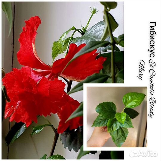 Сортовые гибискусы