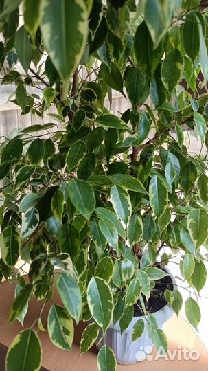 Фикус Бенжамина