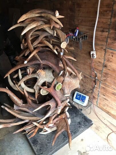 Рога лося и оленя