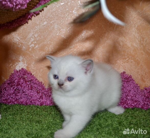 Шикарная британская плюшечка