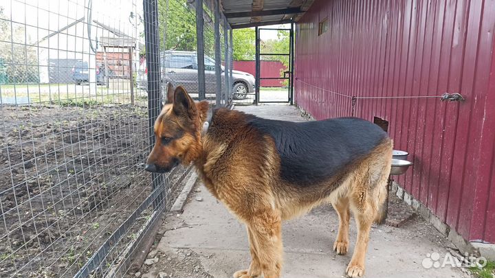 Немецкая овчарка