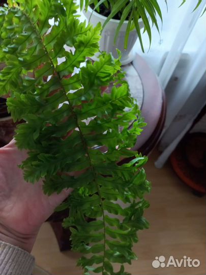 Папоротник комнатный кучерявый(нефролепис)