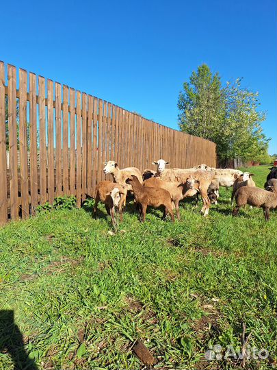 Ягнята катумские