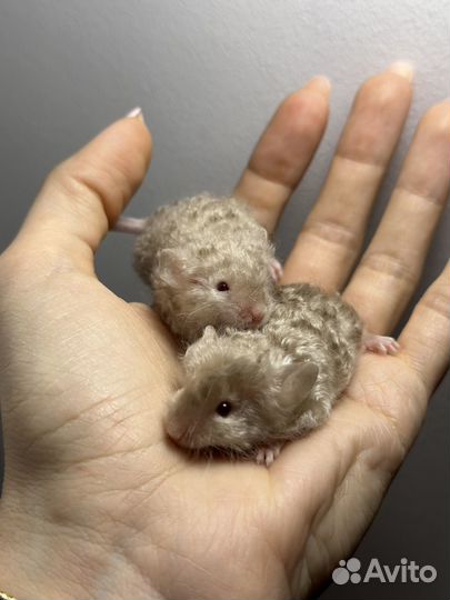 Мышки декоративные тексель и сатин