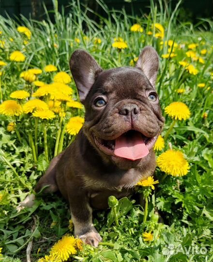 Сладкие булочки шоколадки, лиловые, голубые