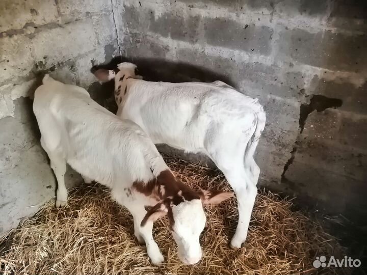 Продам 2 бычка