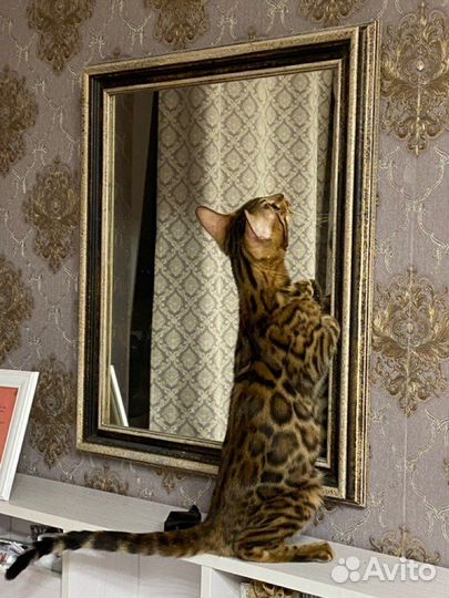 Бенгальские котята