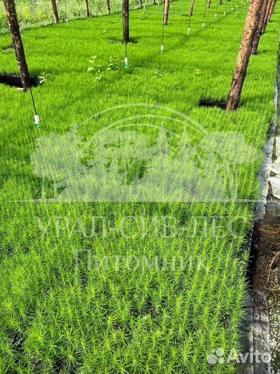 Зкс Сосна сеянцы Ели Лиственницы окс Голуб Горная