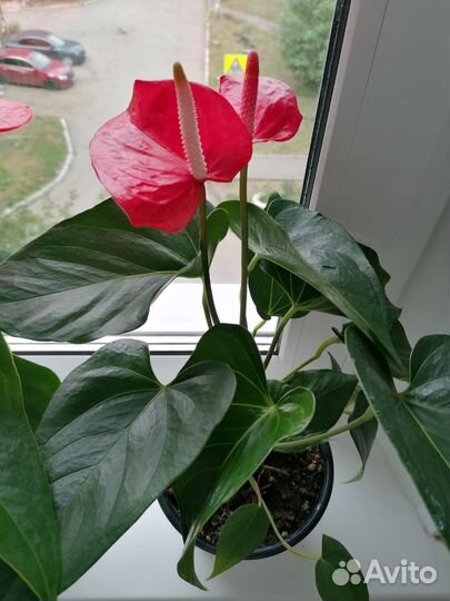 Антуриум бордовый