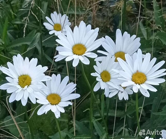 Ромашка домашняя кустик