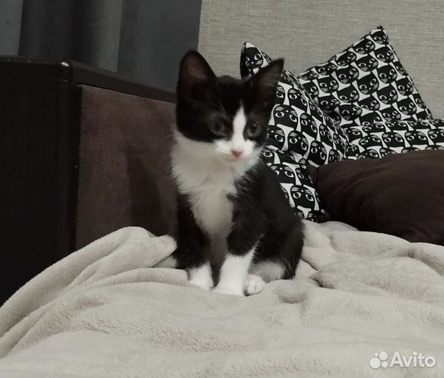 Котята