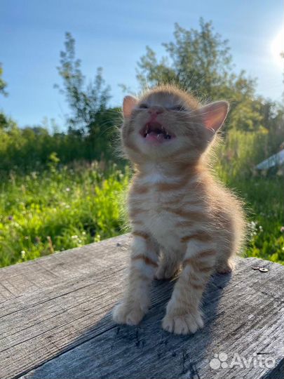 Два рыжих котенка отдадим в хорошие руки