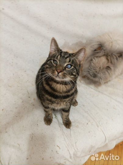 Котёнок - подросток. Оскар. В добрые руки