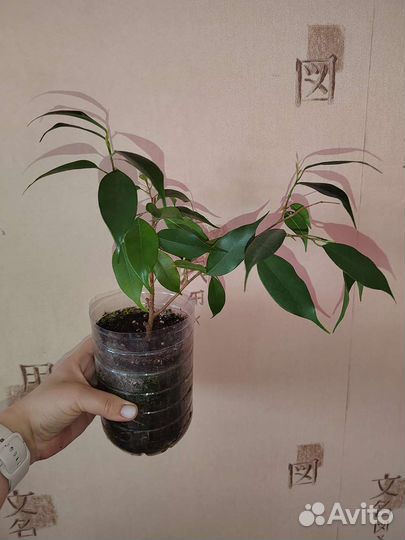 Фикус бенджамина