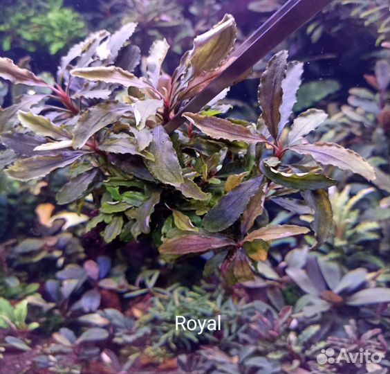 Буцефаландры