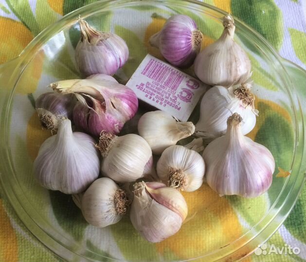 Чеснок товарный