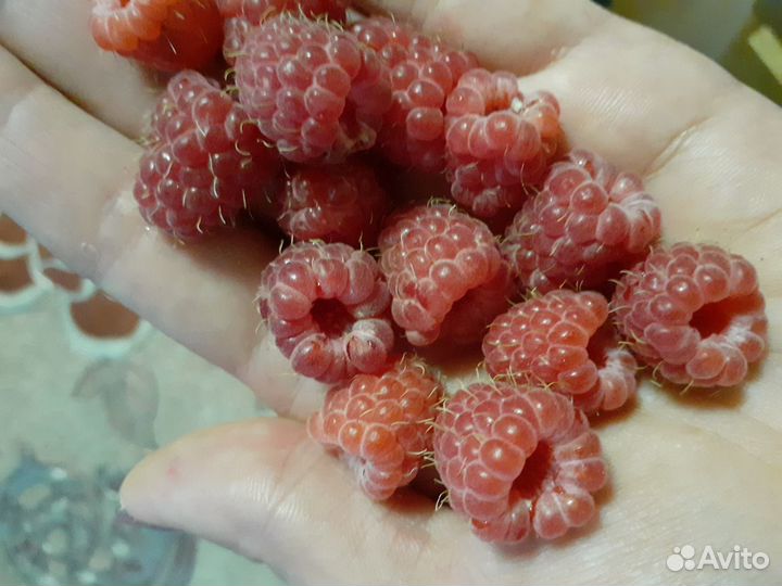 Кусты малины